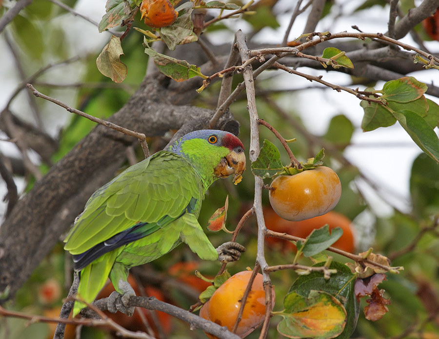 lilac-crowned-parrot-PP_24H0047