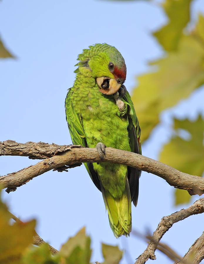 lilac-crowned-parrot-PP_24H1010