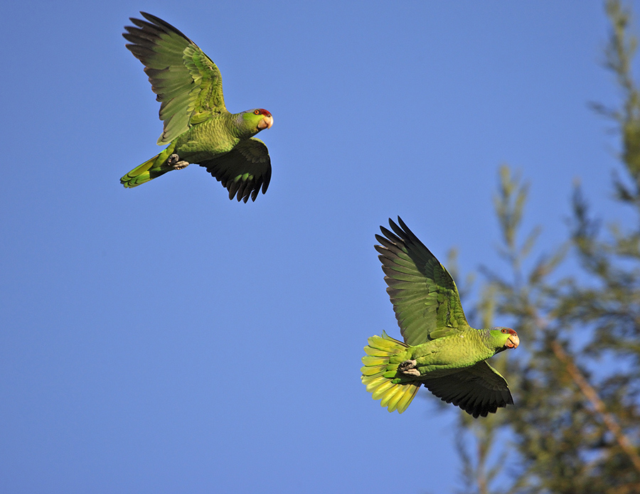 lilac-crowned-parrot-PP_24H4503