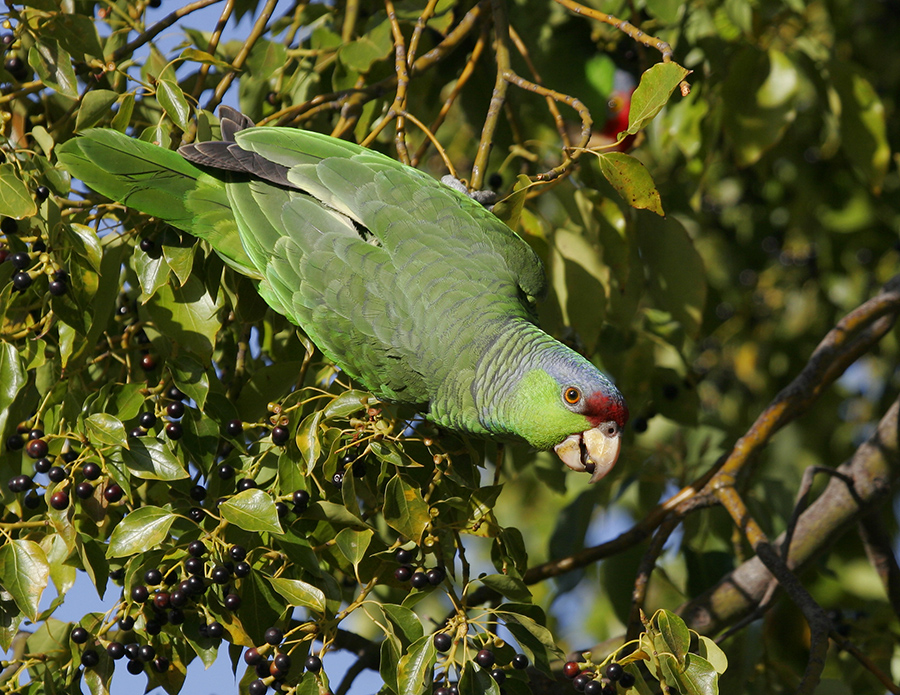 lilac-crowned-parrot-PP_MG5726