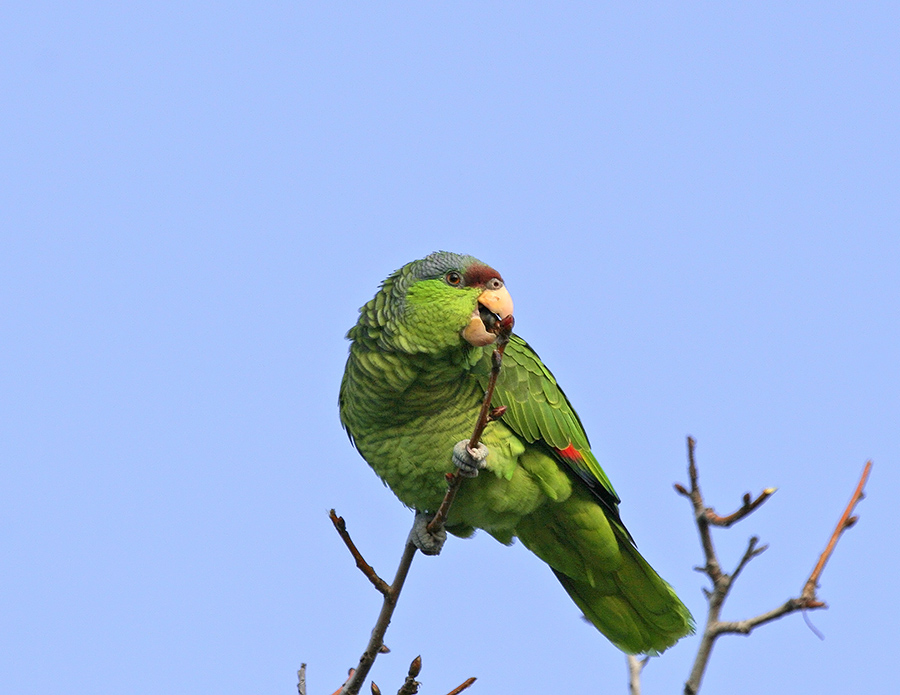 lilac-crowned-parrot-PP_MG8311