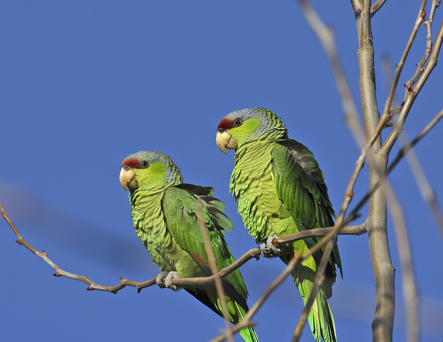lilac-crowned-parrot-PP_24H3511