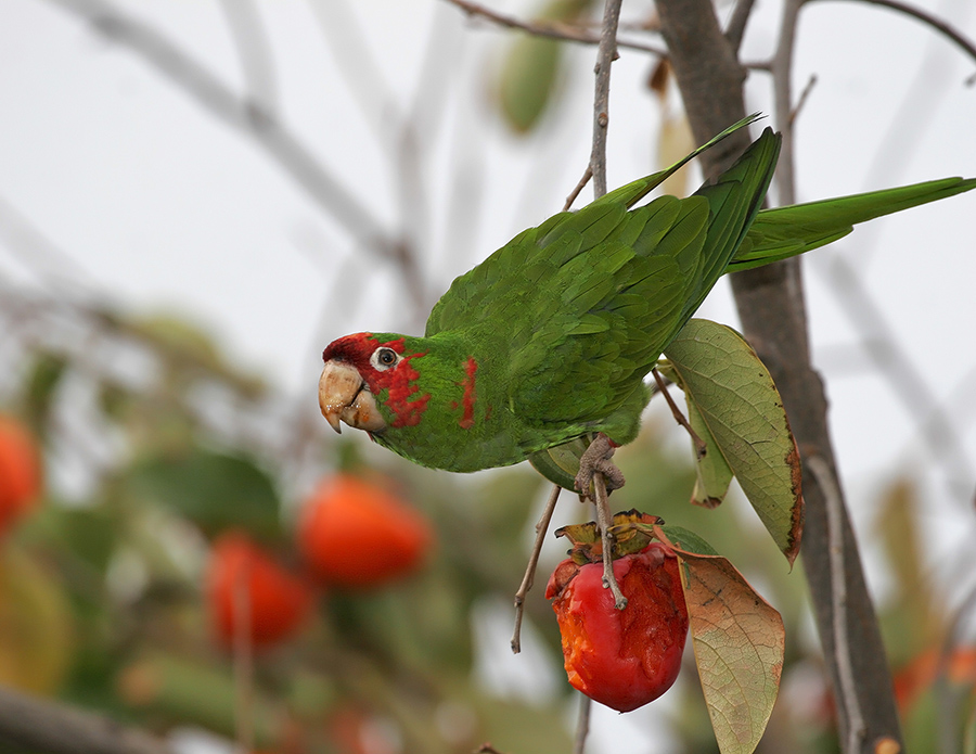 mitred-parakeet-PP_062590