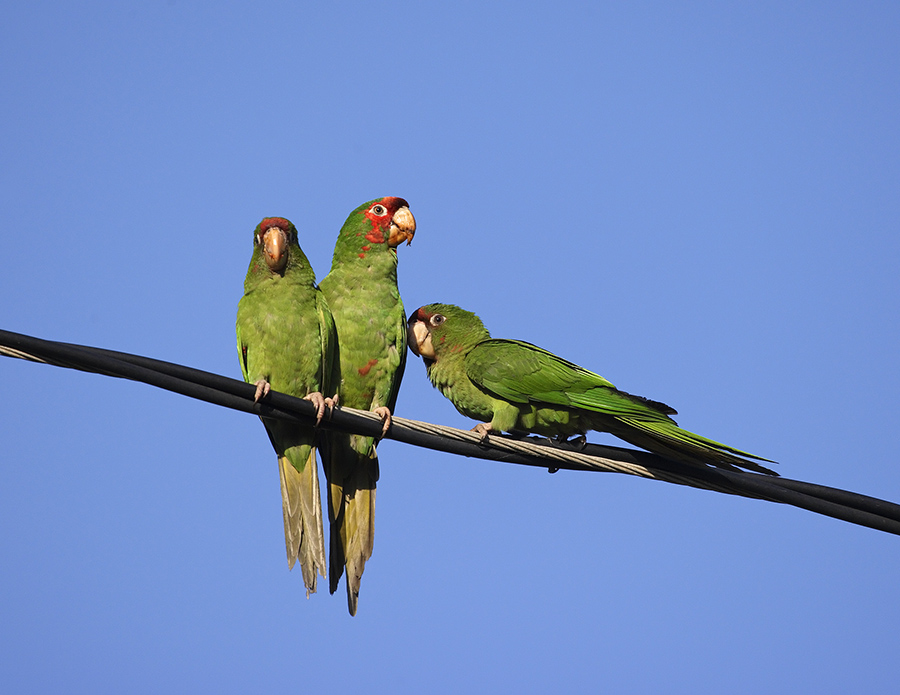 mitred-parakeet-PP_24H6535
