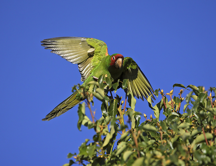 mitred-parakeet-PP_24H7777