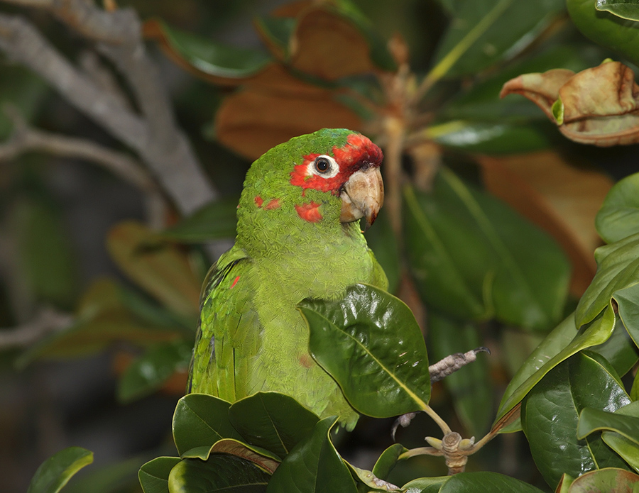 mitred-parakeet-PP_24H9694