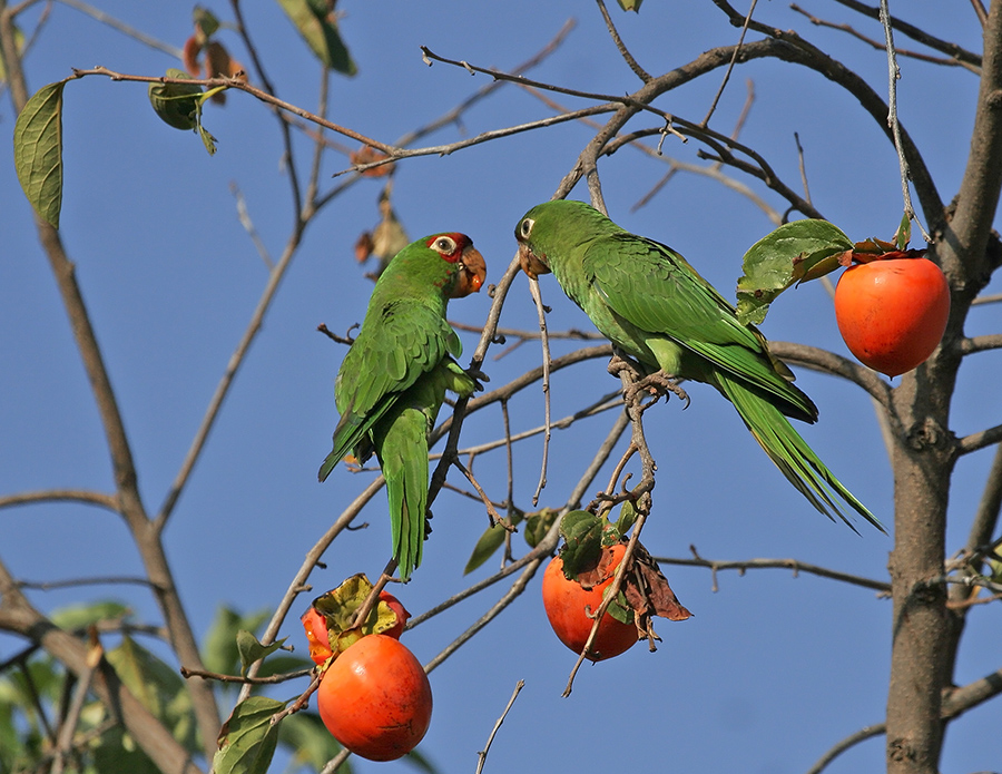 mitred-parakeet-pp_053514