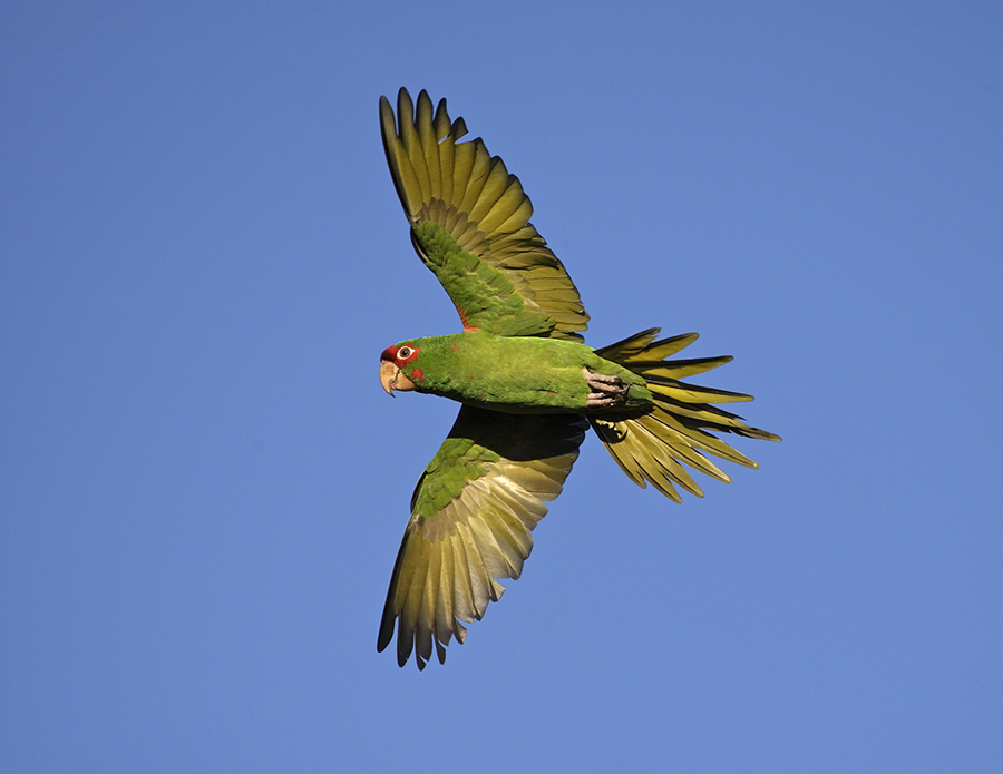 mitred-parakeet-pp_24H1846