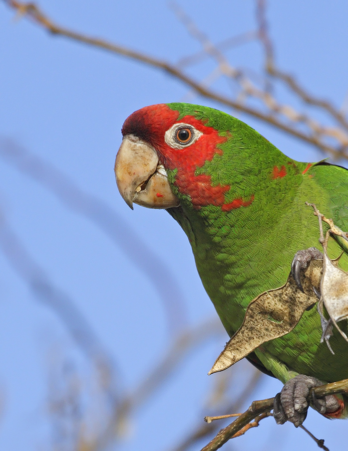 mitred-parakeet-pp_24H5814