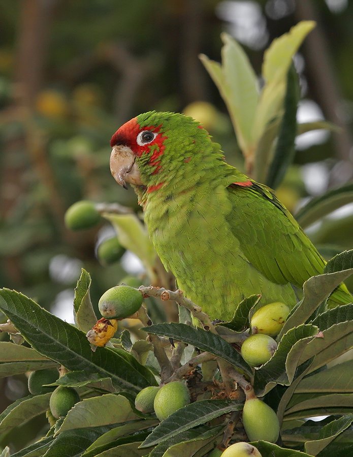 mitred-parakeet-pp__MG6697