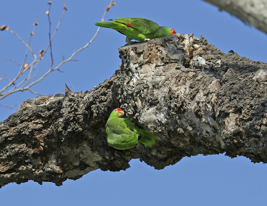 red-crowned-parrot-PP_072859