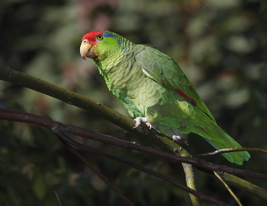 red-crowned-parrot-PP_24H2973