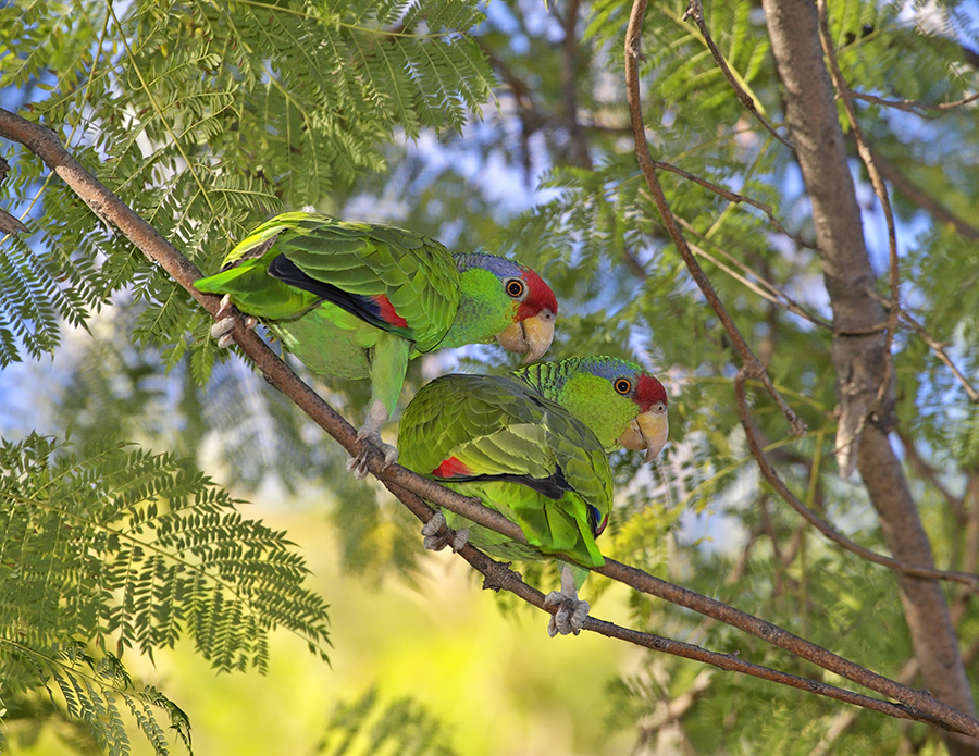 red-crowned-parrot-PP_24H3984