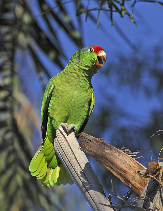 red-crowned-parrot-PP_24H5888