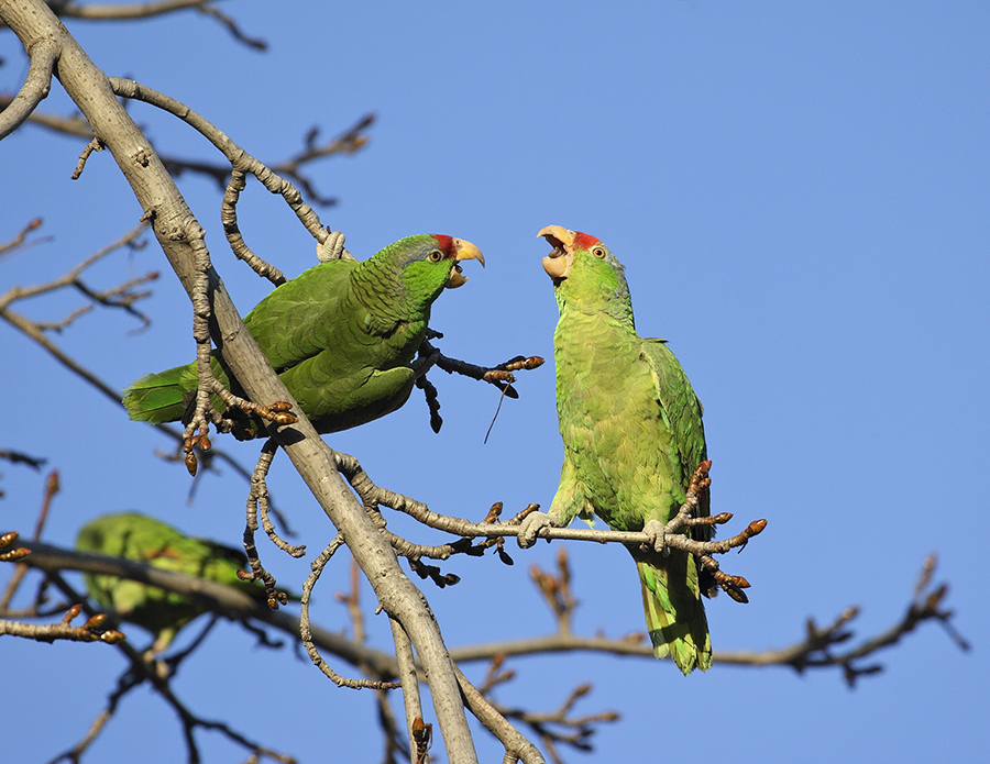 red-crowned-parrot-PP_24H6687