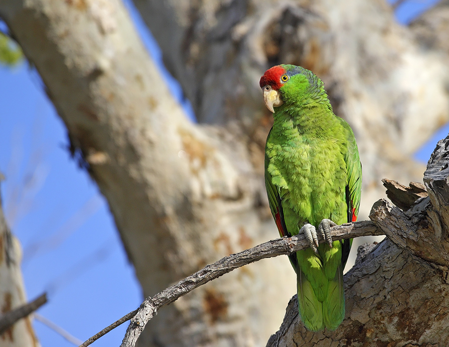red-crowned-parrot-PP_24H8674