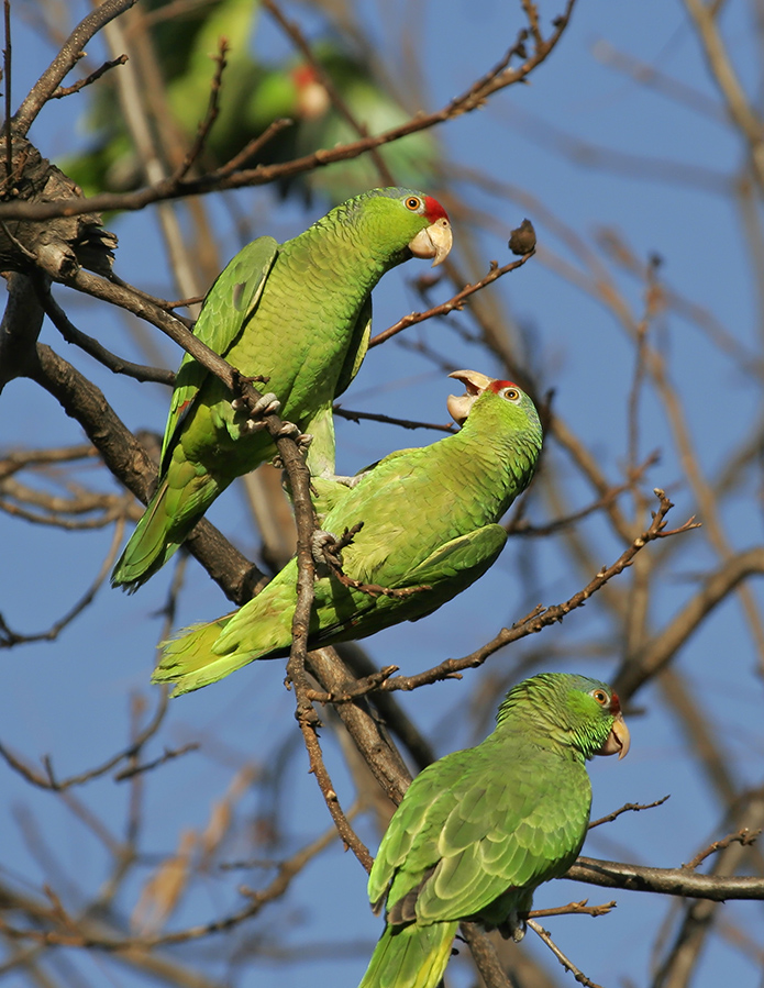 red-crowned-parrot-PP_5100