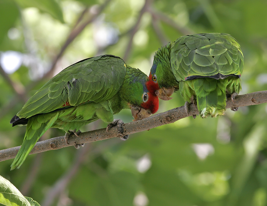 red-crowned-parrot-PP_75209