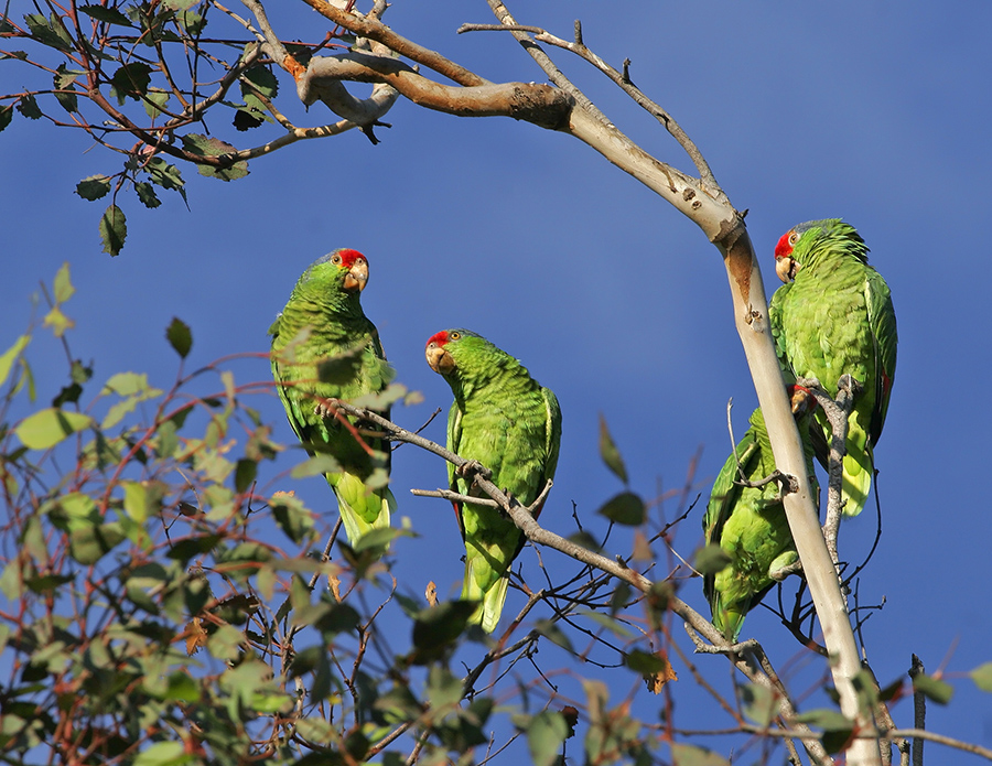 red-crowned-parrot-PP_MG0640