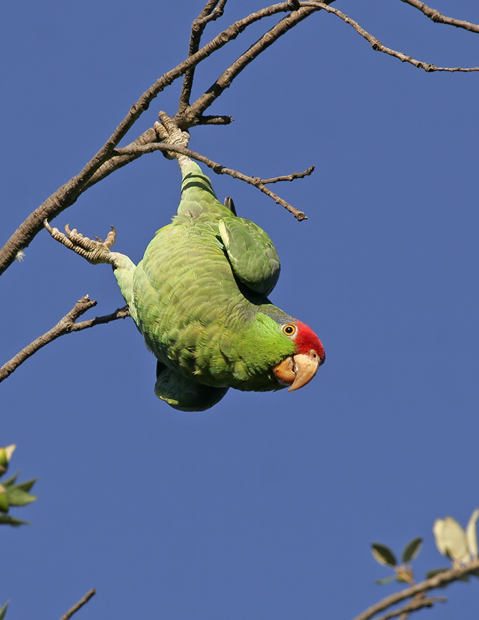 red-crowned-parrot-PP_MG0769