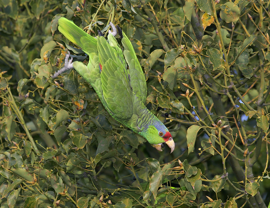 red-crowned-parrot-PP_MG6429