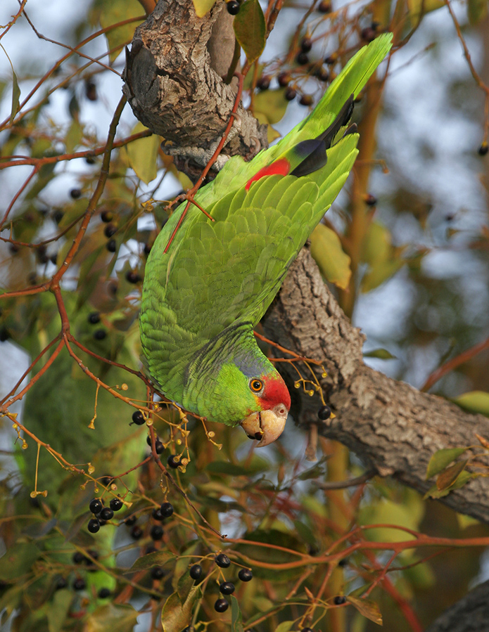 red-crowned-parrot-PP_MG8201
