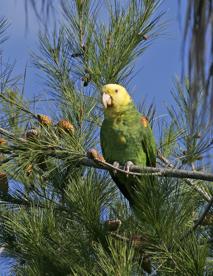 yellow-headed-parrot_072805_695