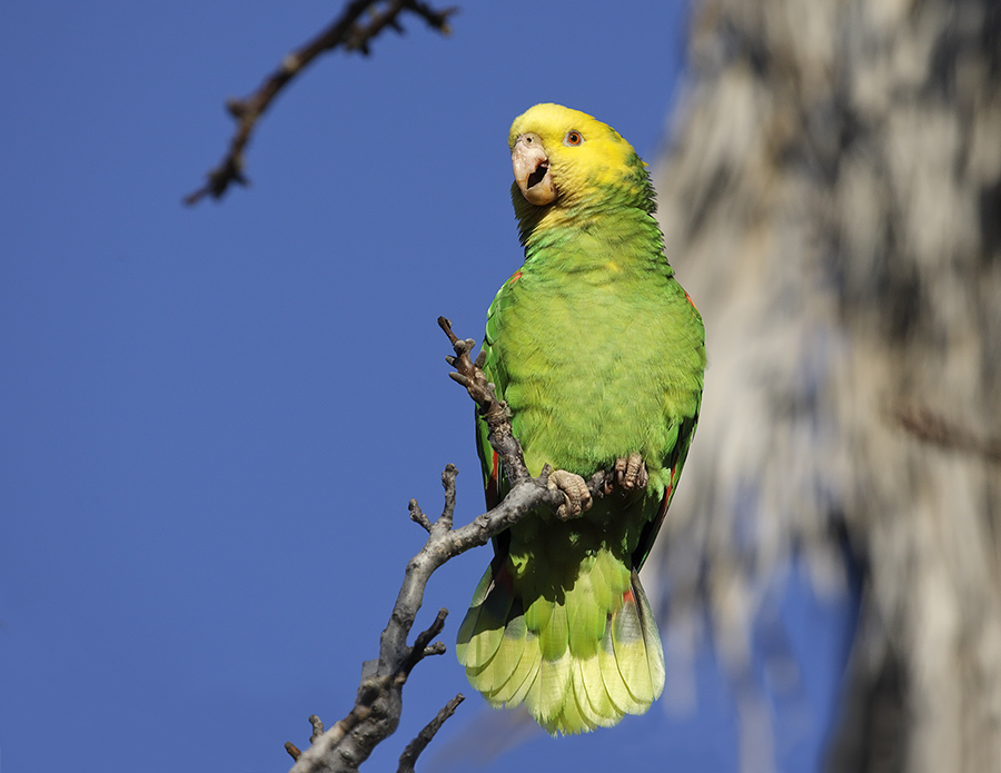 yellow-headed-parrot_24H7645_900
