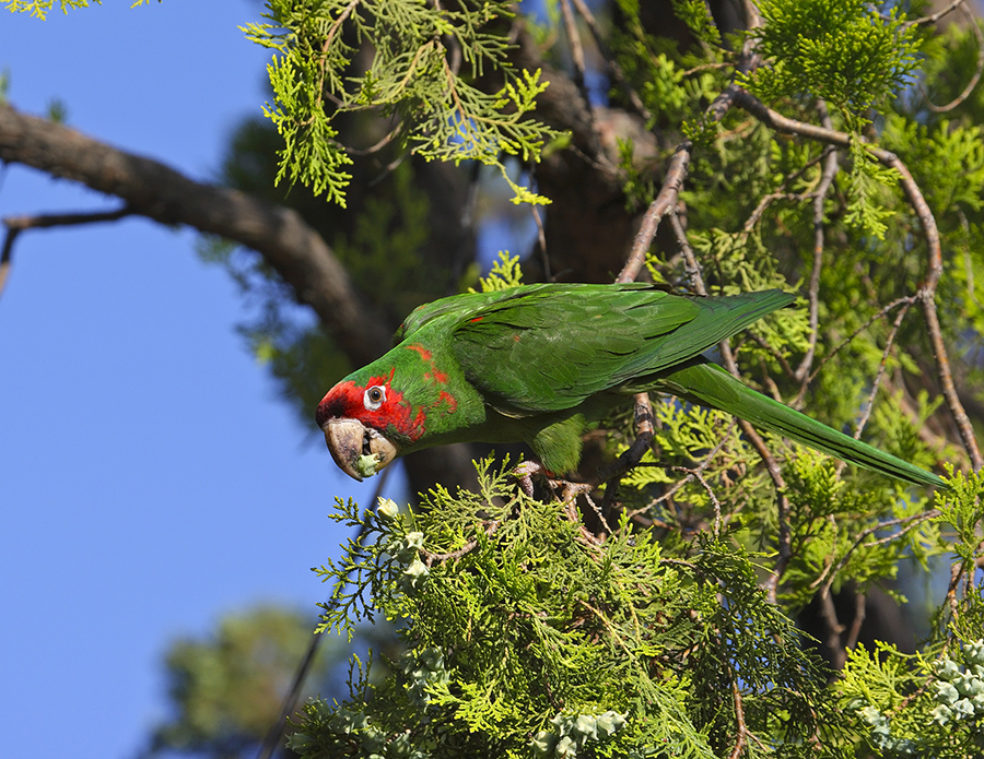 mitred-parakeet-PP_08_24H5105