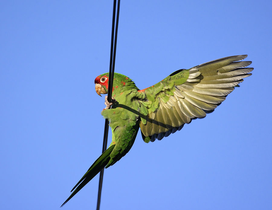 mitred-parakeet-PP_09_24H7028