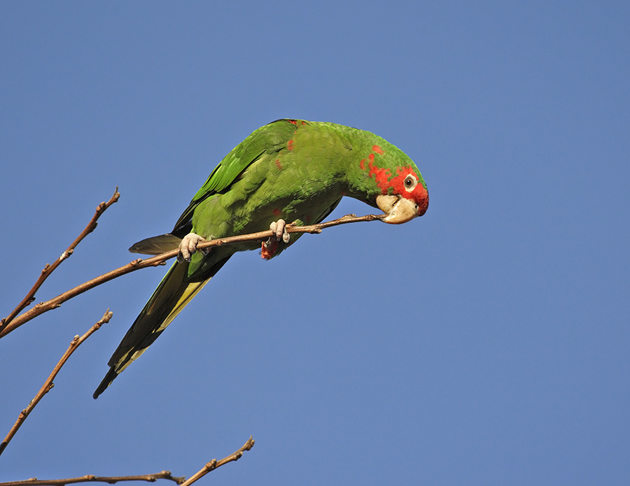 mitred-parakeet-PP_10 _24H6955
