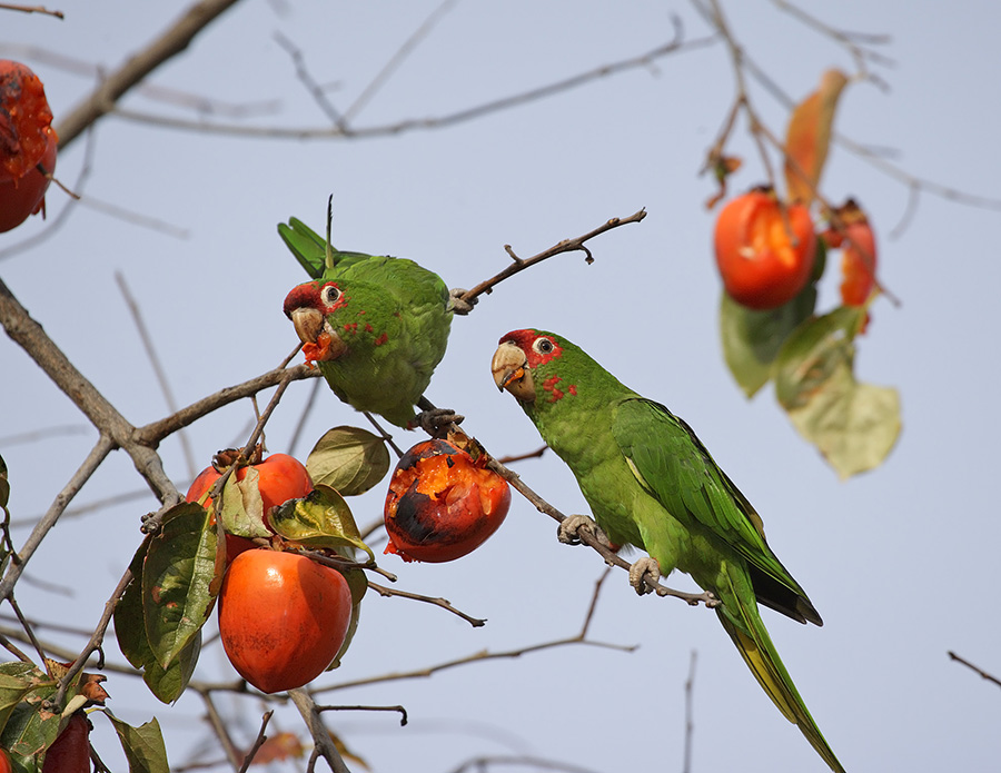 mitred-parakeet-PP_10_24H1519