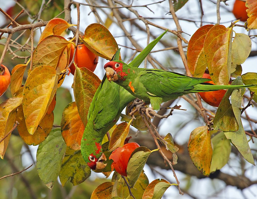 mitred-parakeet-PP_24H1202