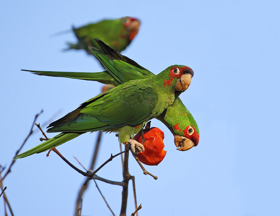 mitred-parakeet-PP_24H4270