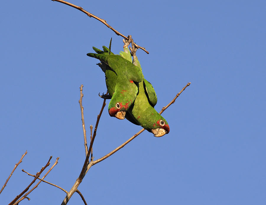 mitred-parakeet-PP_24H4646