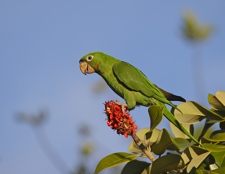 mitred-parakeet-PP_24H5911