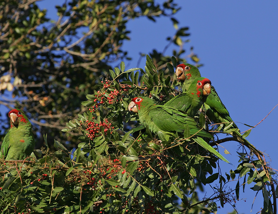mitred-parakeet-PP_MG2163