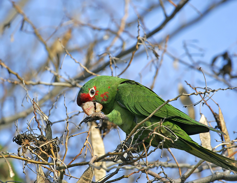 mitred-parakeet-PP_MG3508