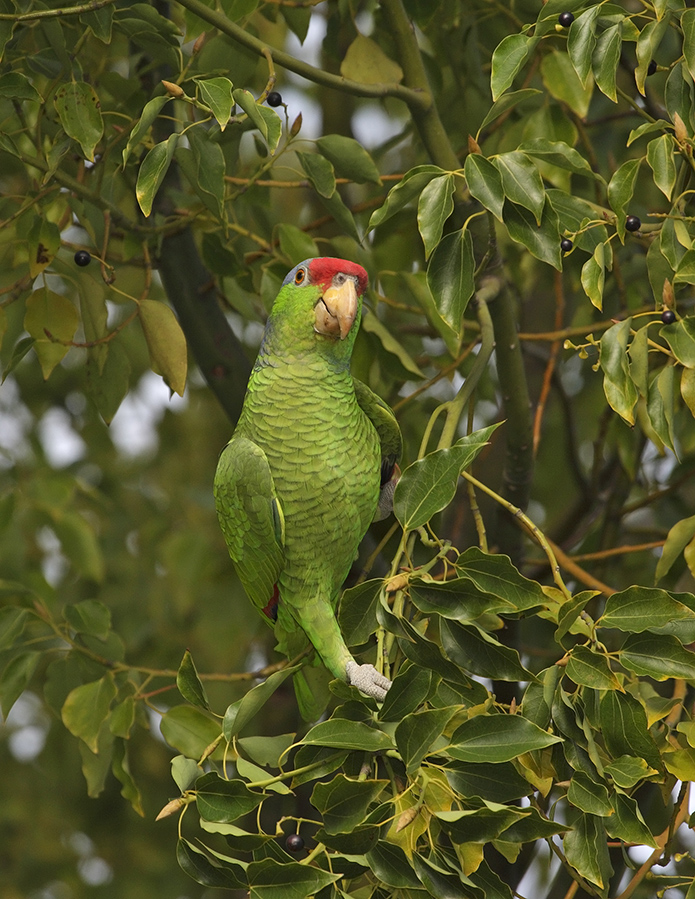 red-crowned-parrot-PP_12_24H2607