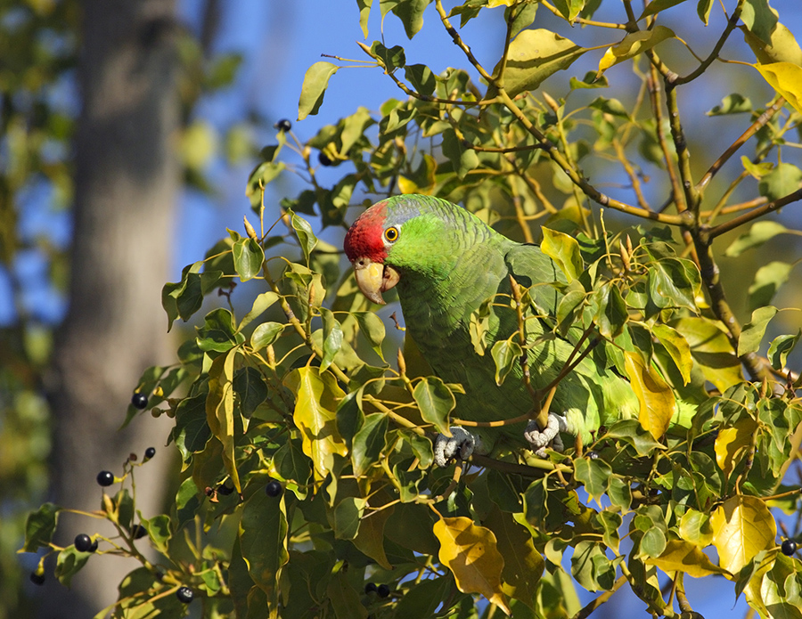 red-crowned-parrot-PP_12_24H3037