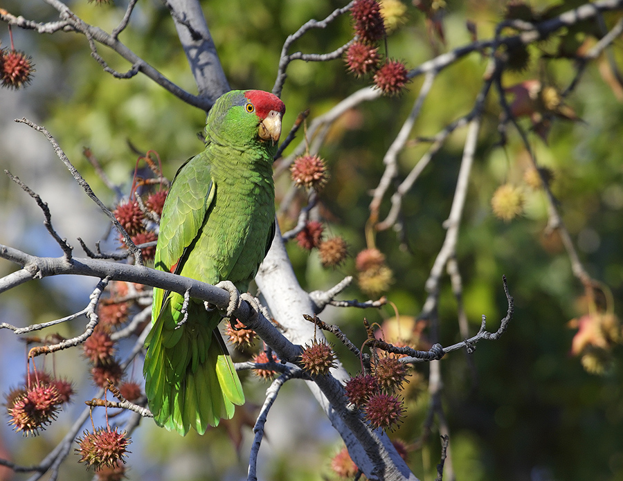 red-crowned-parrot-PP_24H5478