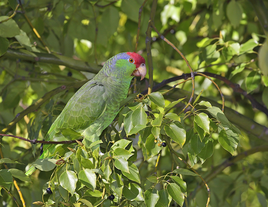 red-crowned-parrot-PP_24H9043