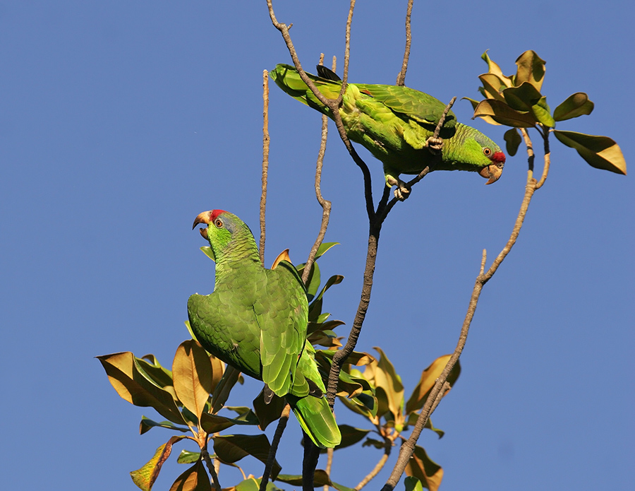 red-crowned-parrot-PP_MG0854