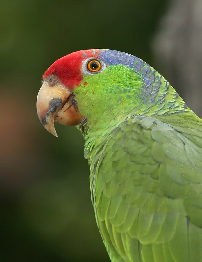 red-crowned-parrot-PP_MG6707