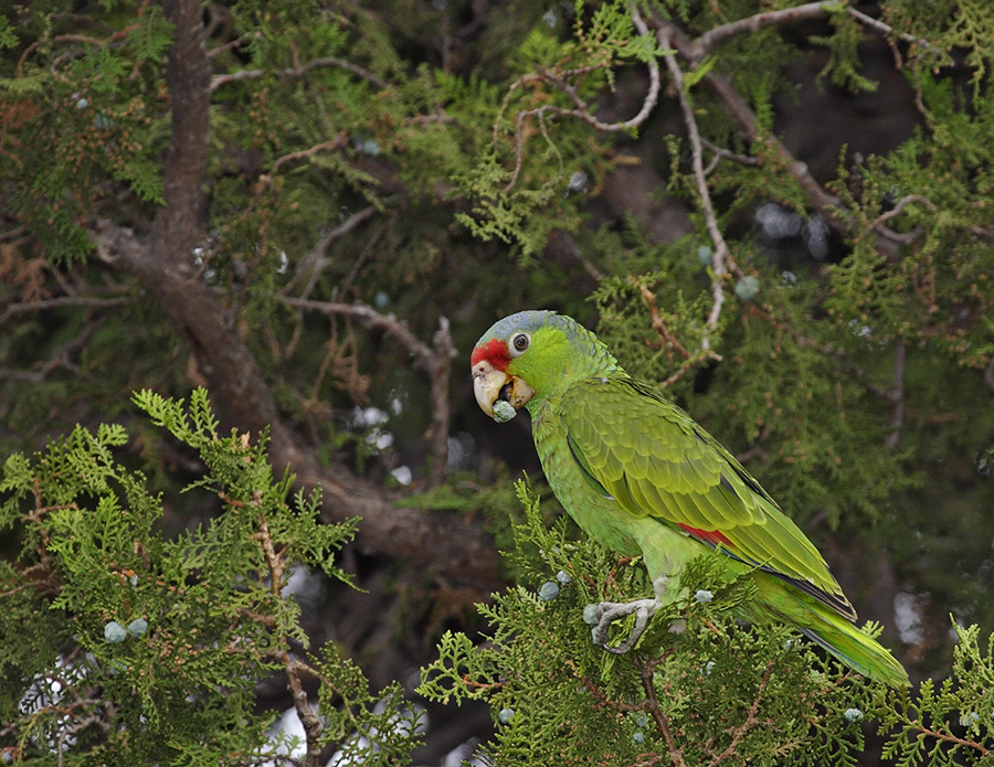 red-crowned-parrot-PP_MG7623a