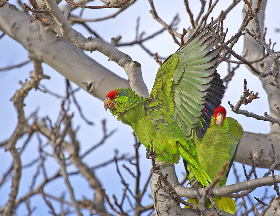 red-crowned-parrot-PP_MG9834