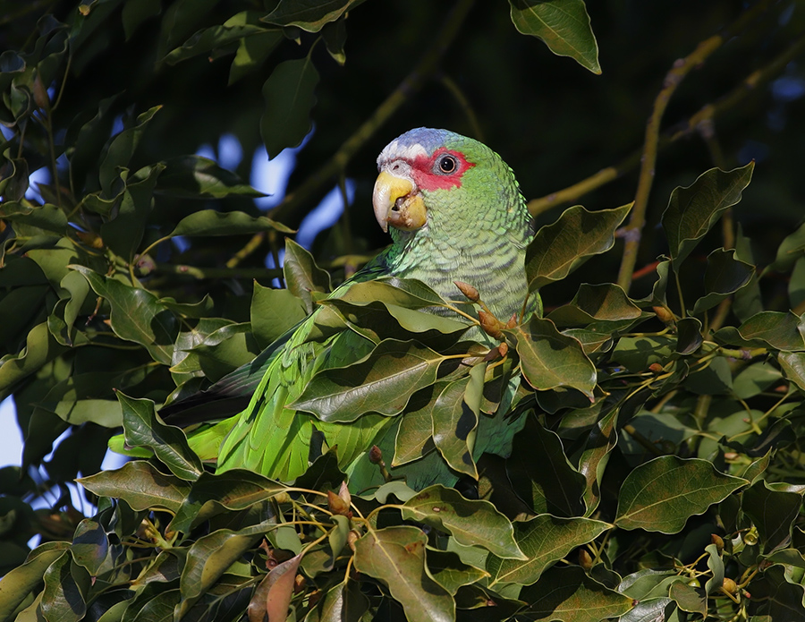 white-fronted-parrot-PP_072260