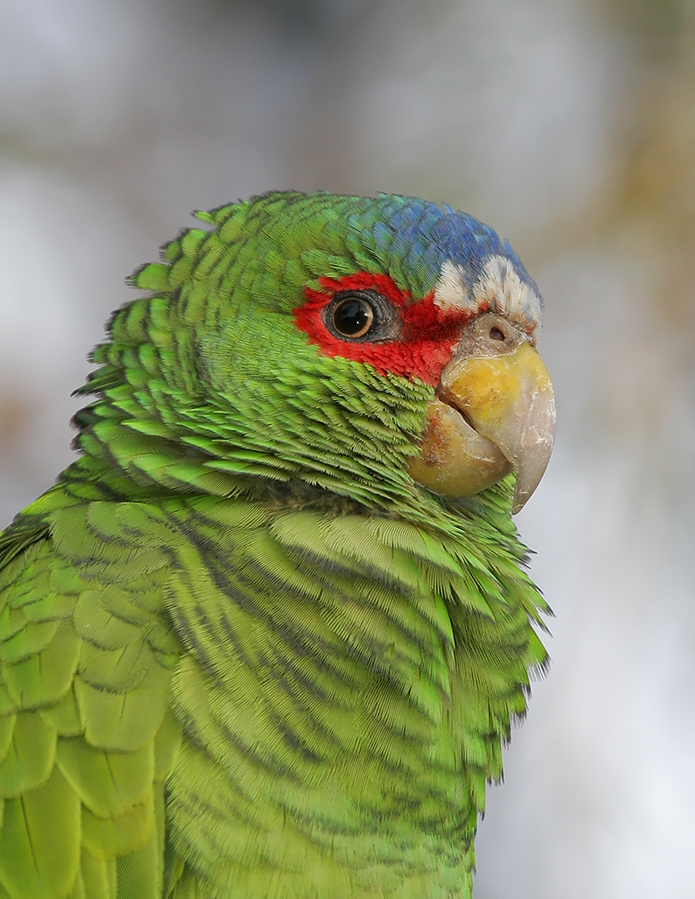 white-fronted-parrot-PP_073259