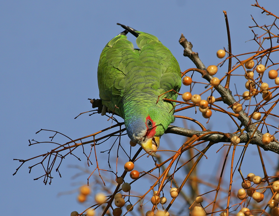 white-fronted-parrot-PP_07MG2380