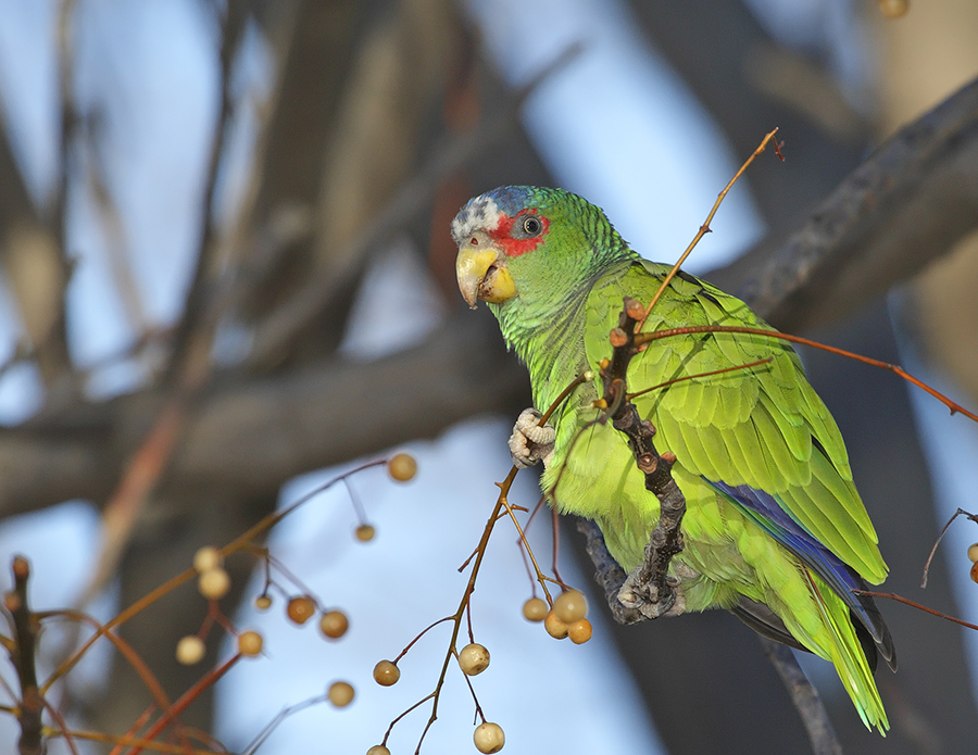 white-fronted-parrot-PP_0824H0786